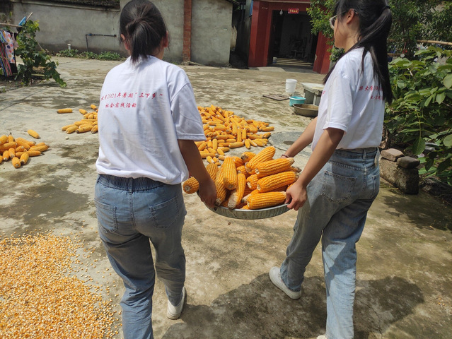 帮村户搬，晒玉米